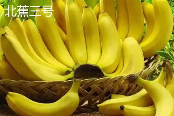 台湾香蕉的主要栽培品种，常见的有李林蕉、玫瑰蕉、旦蕉等插图8