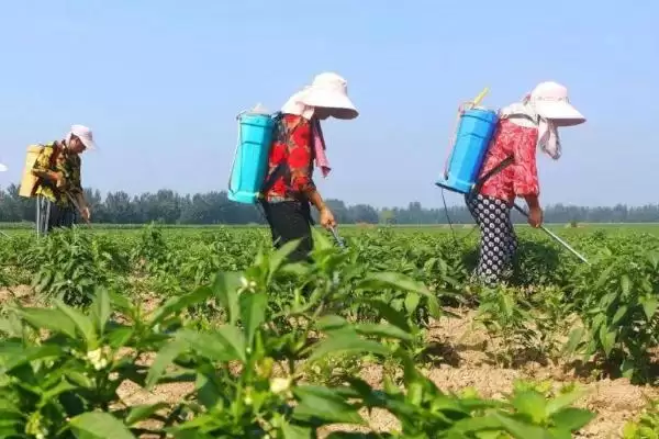 辣椒延长采收期的方法 ,减少病害为何能延长辣椒采收期？插图3