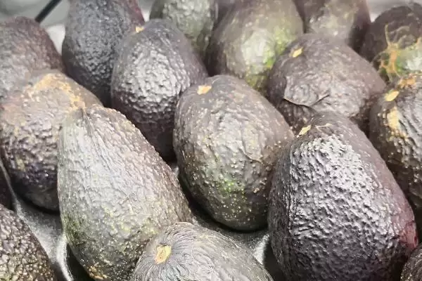 牛油果怎么种，从颗粒饱满、生长成熟的果实中取出种子插图5