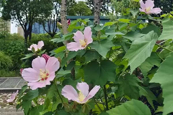 木芙蓉花具有什么寓意呢,木芙蓉花寓意纯洁美丽、富贵吉祥等寓意插图5