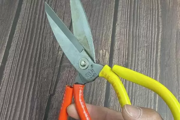 给碧玉莲上盆的方法和重点？给碧玉莲上盆要做好哪些细节？插图1
