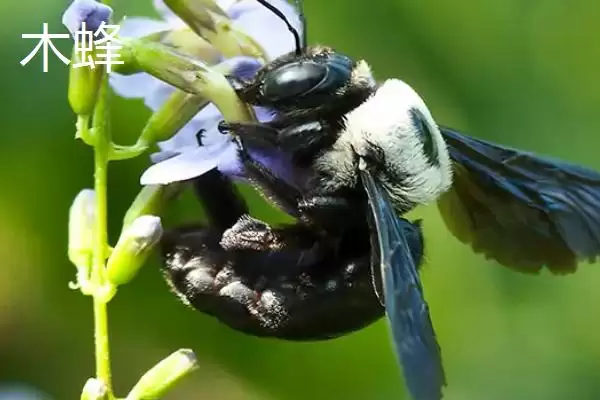 什么黑蜂比虎头蜂还大，可能是熊蜂、木蜂或竹蜂插图2
