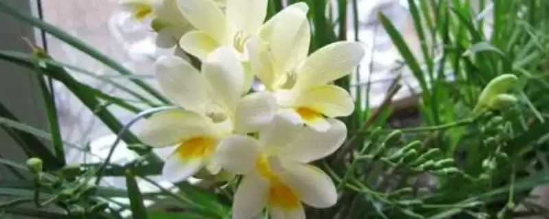 小苍兰开花时间的要点和判断？判断小苍兰开花时间需注意什么？-会东网
