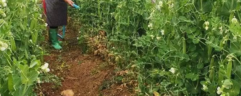 豌豆的种植方法？种植豌豆要遵循哪些科学的种植步骤和管理要点？-会东网
