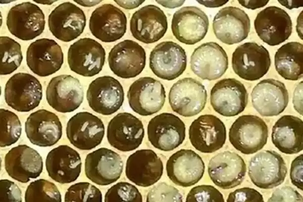 蜜蜂工产介王后的恢复时间，与工产的程度以及蜂王有关插图3