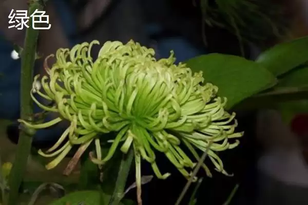 菊花的颜色种类 ,菊花常见的颜色有哪些呢？插图3