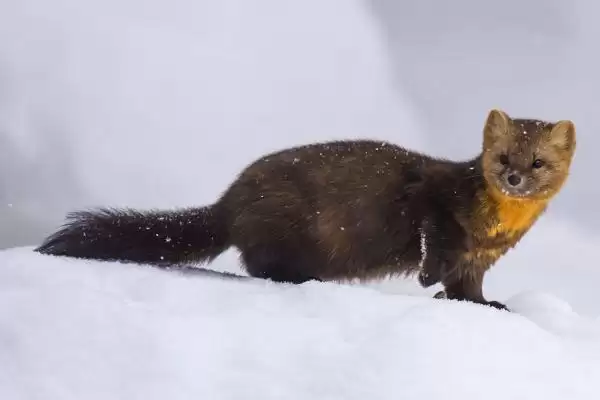 松鼠的天敌，紫貂和鼬类常以其为食插图1