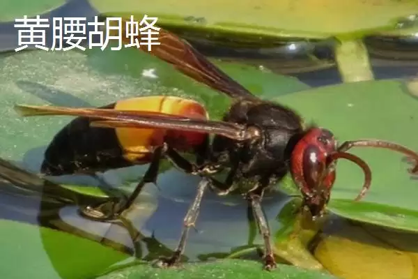 杀人蜂是什么蜂，实际上是多种剧毒蜂类的俗称插图3