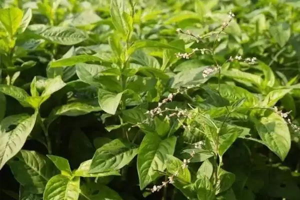 知悉蜈蚣惧怕对象的方法和重点？养鸡要做好哪些蜈蚣防治关联？插图3