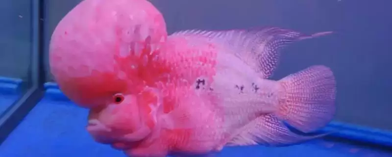 罗汉鱼肠炎用什么药治疗 ,治疗罗汉鱼肠炎可选哪些药-会东网