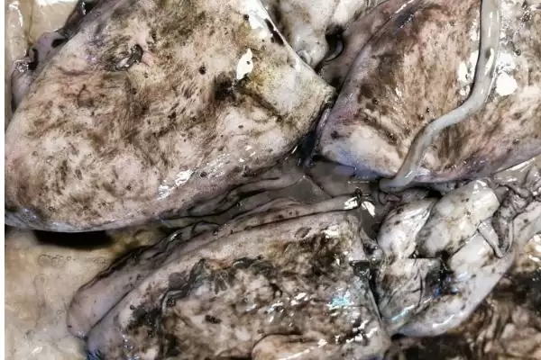 墨鱼要怎么进行养殖才可以呢 ,墨鱼选合适海域后可用网箱进行养殖插图6