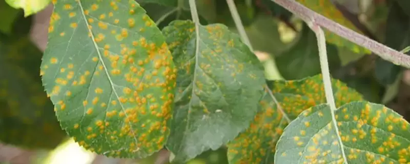 怎么防治苹果锈病，苹果产区内的桧柏要砍除-会东网