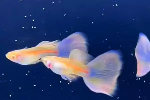 孔雀鱼快速生长的食物 ,哪些富含蛋白质食物助孔雀鱼生长？插图6