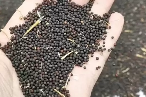 哪些油菜种子品种的出油率最高，中双11号、阳光2009、阳光198等品种的含油量均超过40%插图2