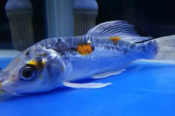 锦鲤的睡眠情况 ,锦鲤这种鱼会不会睡觉呢插图1