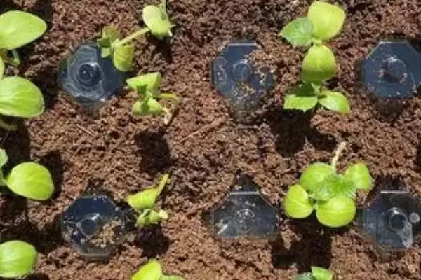 越冬水果型小黄瓜栽培技术的方法和重点？种越冬小黄瓜要做好哪些细节？插图1