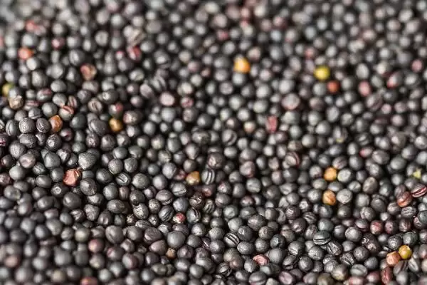 哪些油菜种子品种的出油率最高，中双11号、阳光2009、阳光198等品种的含油量均超过40%插图1