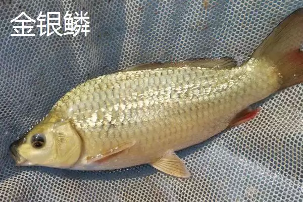 锦鲤的常见品种 ,锦鲤有哪些常见的品种类型呢插图9