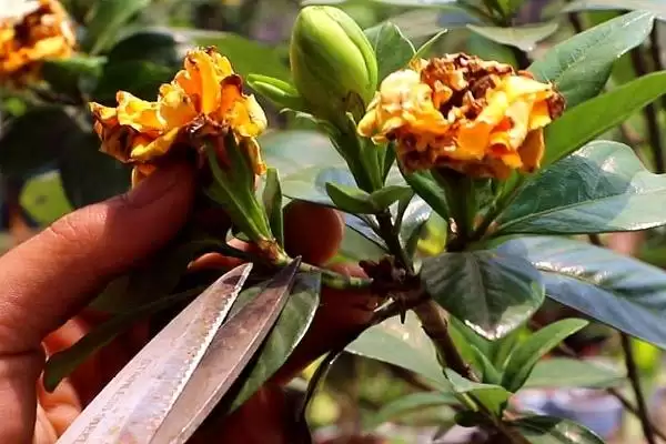 了解栀子花开花季节的方法和重点?了解栀子花开花季节要做好哪些细节?插图4 了解栀子花开花季节的方法和重点?了解栀子花开花季节要做好哪些细节?插图4