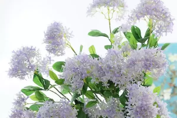 夕雾花花语的含义和要点？理解夕雾花花语需关注哪些关键？插图4
