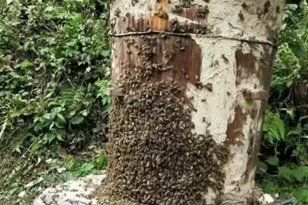 诱蜂最快方法，在诱蜂工具内壁涂抹蜂蜡可吸引蜜蜂插图3