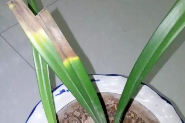 兰花的常见病害及防治 ,兰花常见的疫霉病等如何防治？插图5