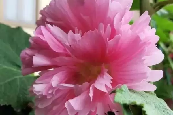 修剪盆栽芙蓉花的方法和重点？修剪盆栽芙蓉花要做好哪些细节？插图3