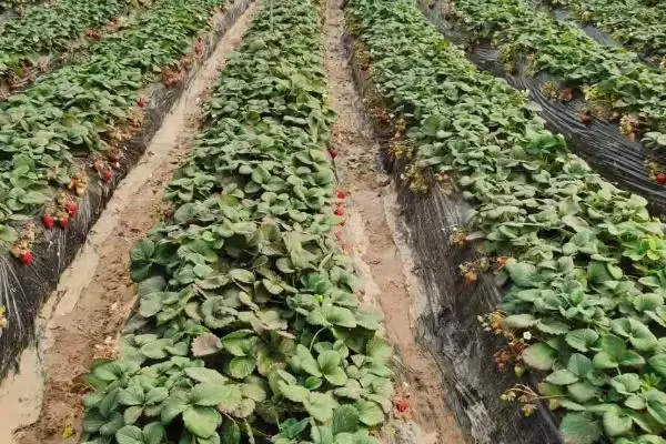 怎么应对草莓育苗和种植期间土壤带菌的问题,高温闷棚可以有效灭杀细菌和虫卵插图3 怎么应对草莓育苗和种植期间土壤带菌的问题,高温闷棚可以有效灭杀细菌和虫卵插图3