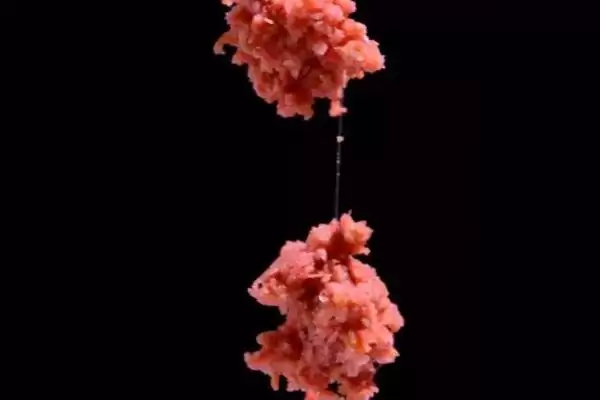 螺鲤怎么开拉饵比较好 ,螺鲤开拉饵要经过哪些步骤插图1