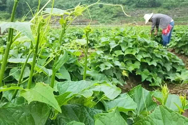 龙须菜的外观形态特征 ,龙须菜花朵和果实有何特点？插图2