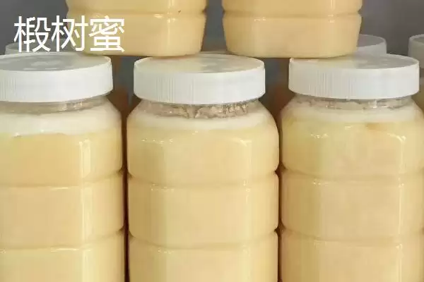 野桂花蜜的价格，一般60-80元一斤插图3