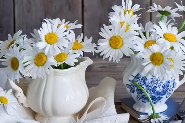 水培菊花为什么不生根？探究水培菊花不生根原因要考虑哪些因素？插图4