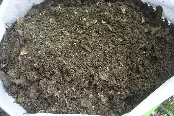 天竺葵的养护方法？养护天竺葵要掌握哪些从光照、浇水到施肥的要点？插图1