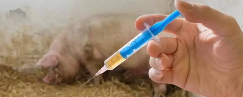 制定养猪防疫表的方法和重点？养猪要做好哪些防疫规划细节？-会东网