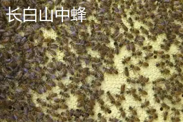 中蜂的品种，群势大小不一插图7