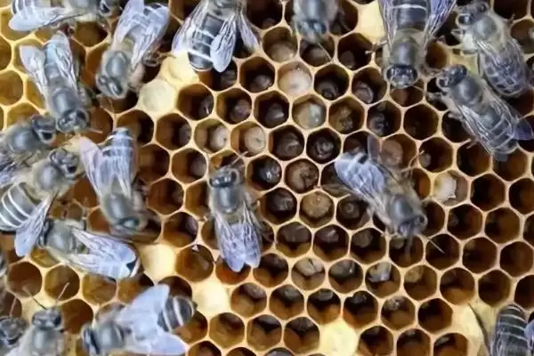 蜜蜂常见病虫害和防治方法，常见的病虫害有囊状幼虫病、爬蜂病、白垩病插图2