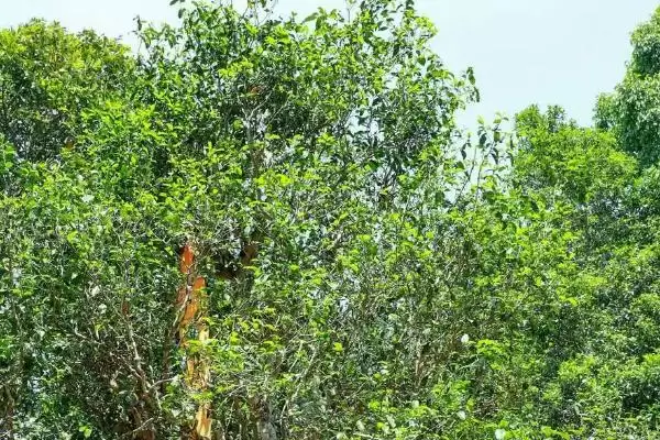 茶树是不是蜜源植物，属于蜜源植物插图3