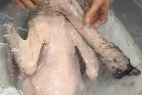 屠宰场杀鹅的方法?了解屠宰场杀鹅方法要掌握哪些正确的操作流程和要点?插图3 屠宰场杀鹅的方法?了解屠宰场杀鹅方法要掌握哪些正确的操作流程和要点?插图3