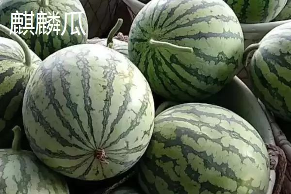 了解西瓜常见品种的方法和重点?认识西瓜品种要做好哪些细节?插图1 了解西瓜常见品种的方法和重点?认识西瓜品种要做好哪些细节?插图1