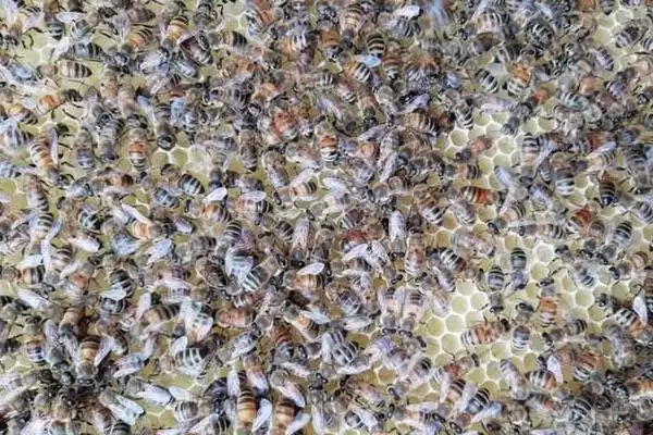 一箱意蜂一年可以分出几箱，正常情况下只分蜂一次插图2