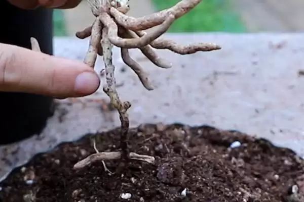 兰花的种植方法 ,兰花种植前消毒杀菌有何重要性？插图3