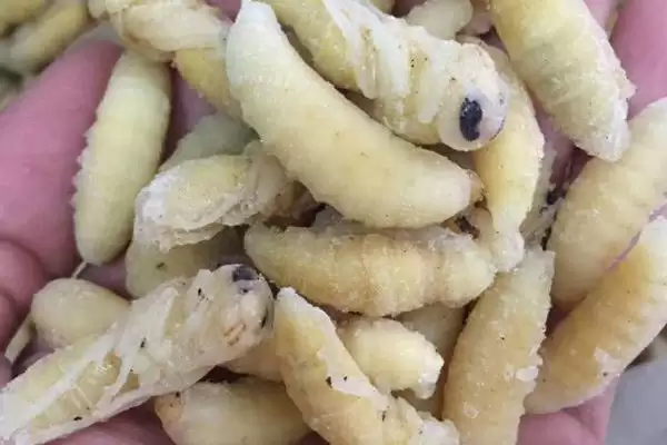 几月份虎头蜂蜂蛹最多，一般农历八九月最多插图1