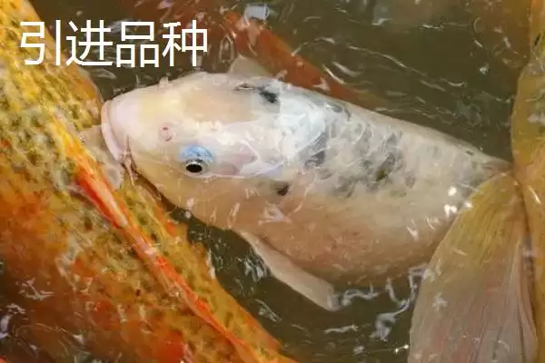 鲤鱼的适宜垂钓时间 ,鲤鱼在不同季节何时好钓？插图6