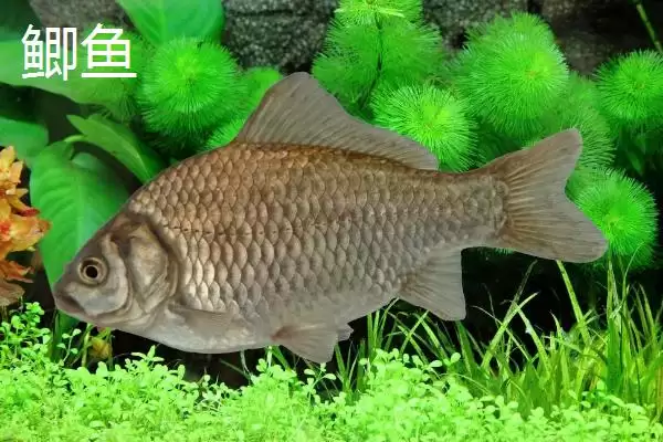 蚯蚓钓鱼技巧全解：为何是“万能饵料”的优势分析插图6