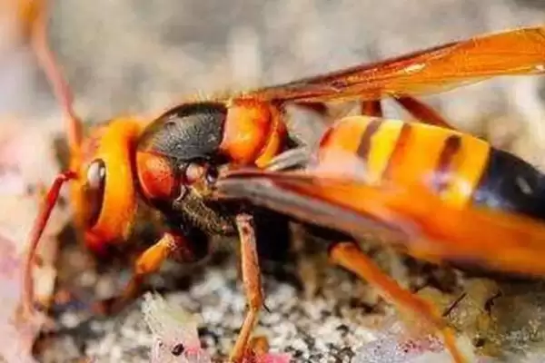 虎头蜂蜇人后自己会不会死，蜇人后自己是不会死插图3