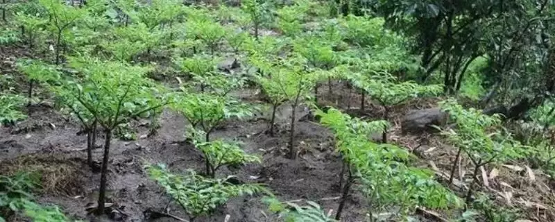 魔芋种子育苗技术有哪些要点呢 ,魔芋种子育苗依种芋大小分开播种-会东网
