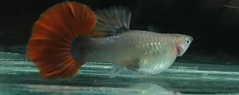 孔雀鱼背部烂肉的存活情况 ,孔雀鱼背部烂肉能存活取决于什么？-会东网
