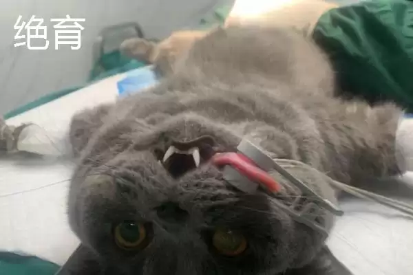 母猫几个月做绝育比较合适呢 ,母猫 7-8 个月时做绝育是比较合适的插图3