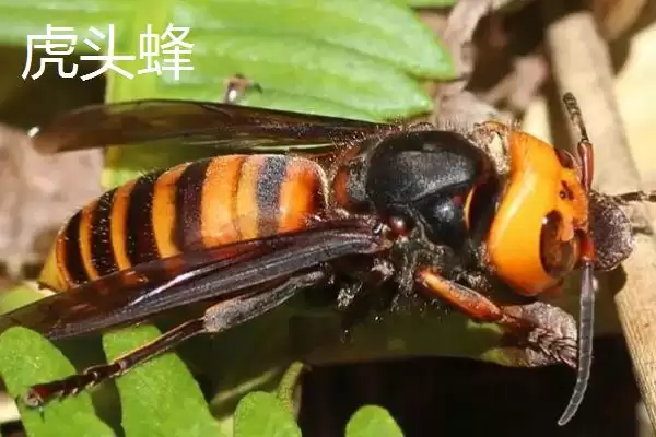 人头蜂与虎头蜂的性情，二者都属于凶猛的蜜蜂品种插图2
