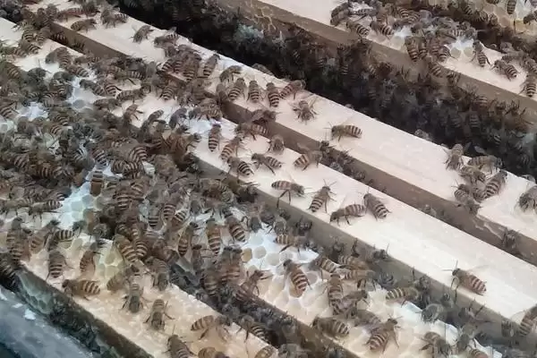 夏季快速繁中蜂的方法，要做好防暑降温工作插图5